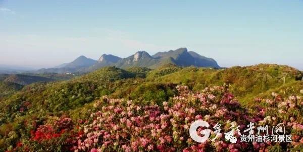 百里杜鹃和油杉河景区旅游接驳车正式开通(图4)