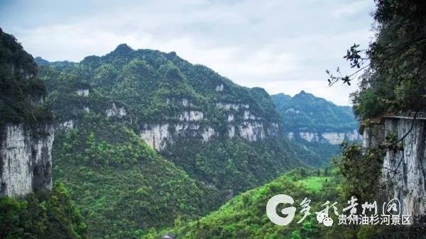 百里杜鹃和油杉河景区旅游接驳车正式开通(图5)