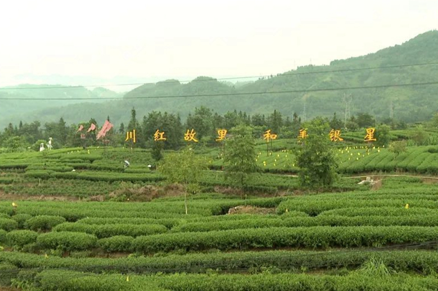 走进川红故里，体育助力乡村振兴(图5)