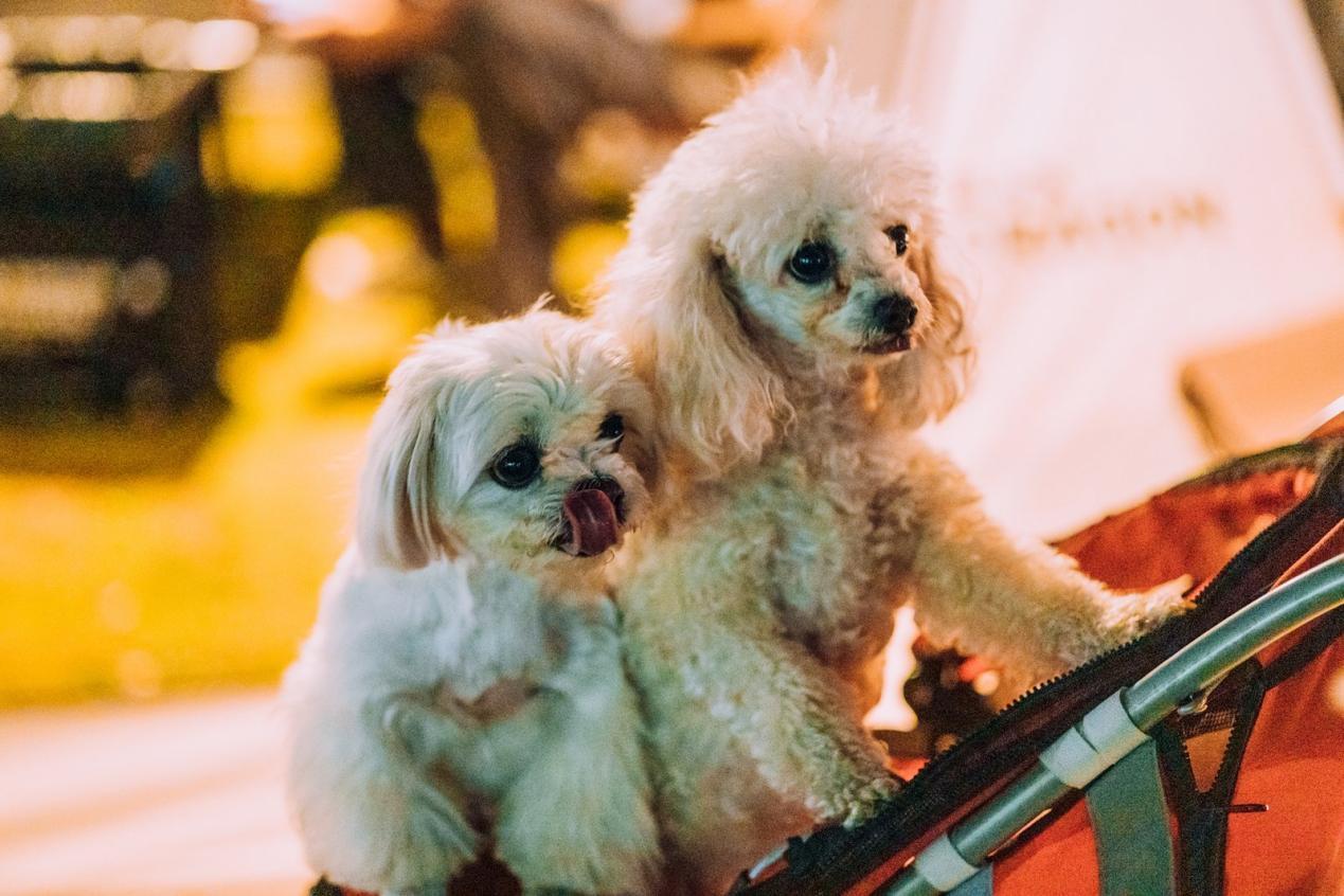 【特别报道】2025澳琴露营节正式启动——露营之家与各方共绘澳琴一体化户外休闲产业新篇章(图7) 【特别报道】2025澳琴露营节正式启动——露营之家与各方共绘澳琴一体化户外休闲产业新篇章(图7)