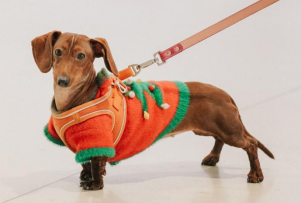 跨界新场景，消费新体验 | “撒欢集”人宠露营活动在深圳成功举办，奏响“三新生活”序章(图20)