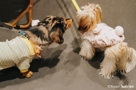 跨界新场景，消费新体验 | “撒欢集”人宠露营活动在深圳成功举办，奏响“三新生活”序章(图22)